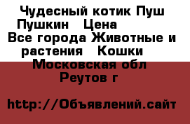 Чудесный котик Пуш-Пушкин › Цена ­ 1 200 - Все города Животные и растения » Кошки   . Московская обл.,Реутов г.